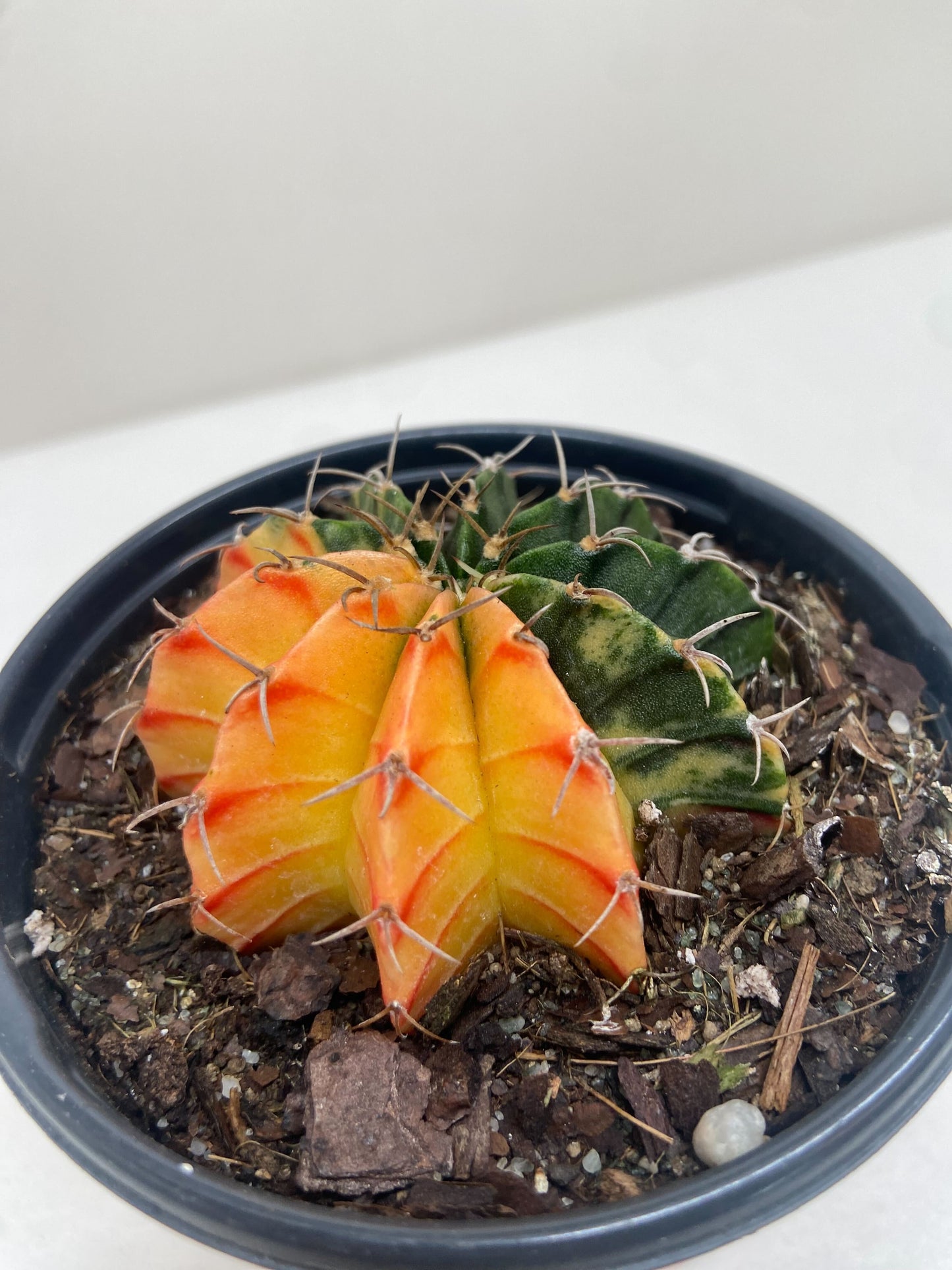 Succulent Cactus Color Ball potted plant