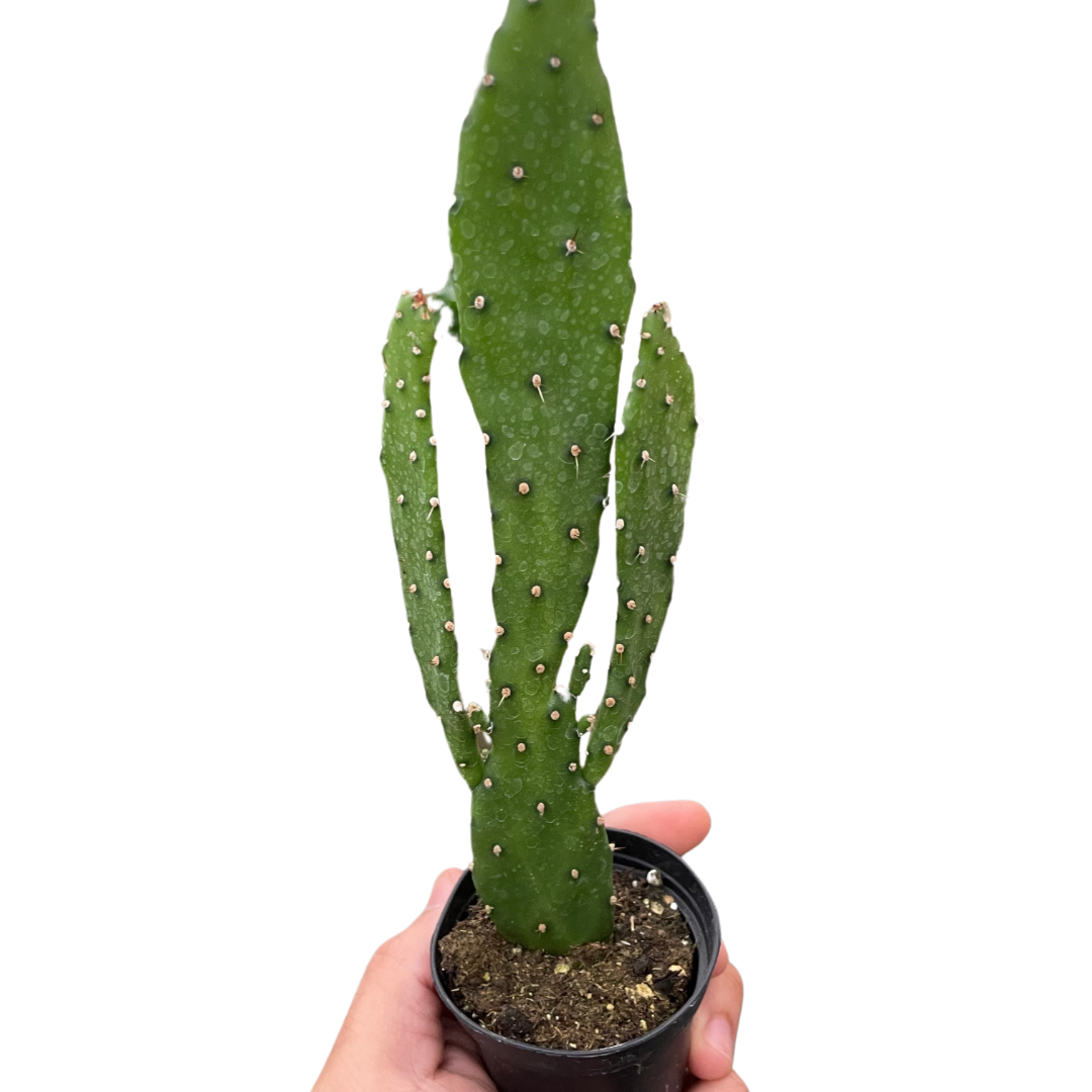 Drooping Prickly Pear Cactus potted plant
