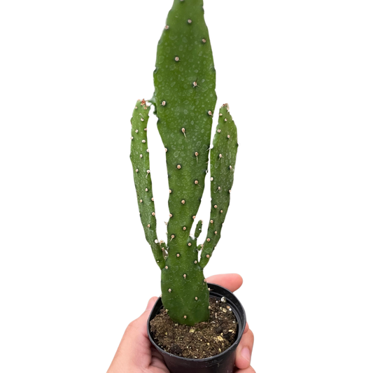 Drooping Prickly Pear Cactus potted plant