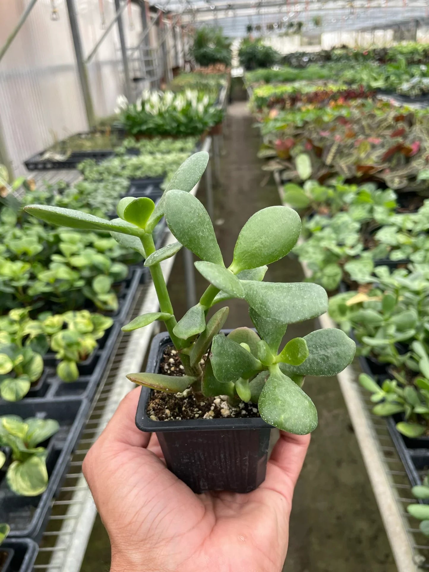 Succulent Crassula 'Jade' potted plant