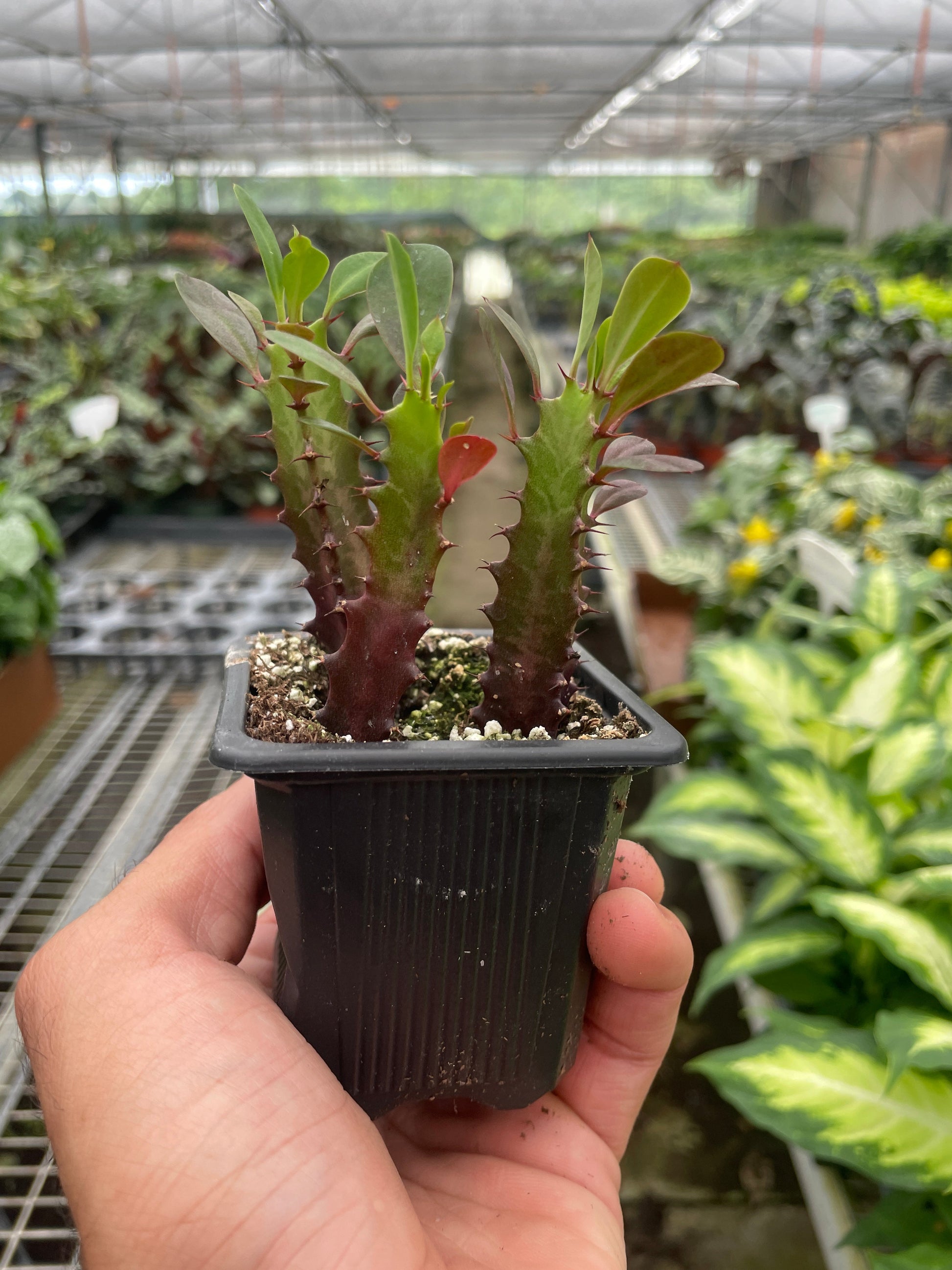 Succulent Euphorbia 'Trigona Rubra' potted plant