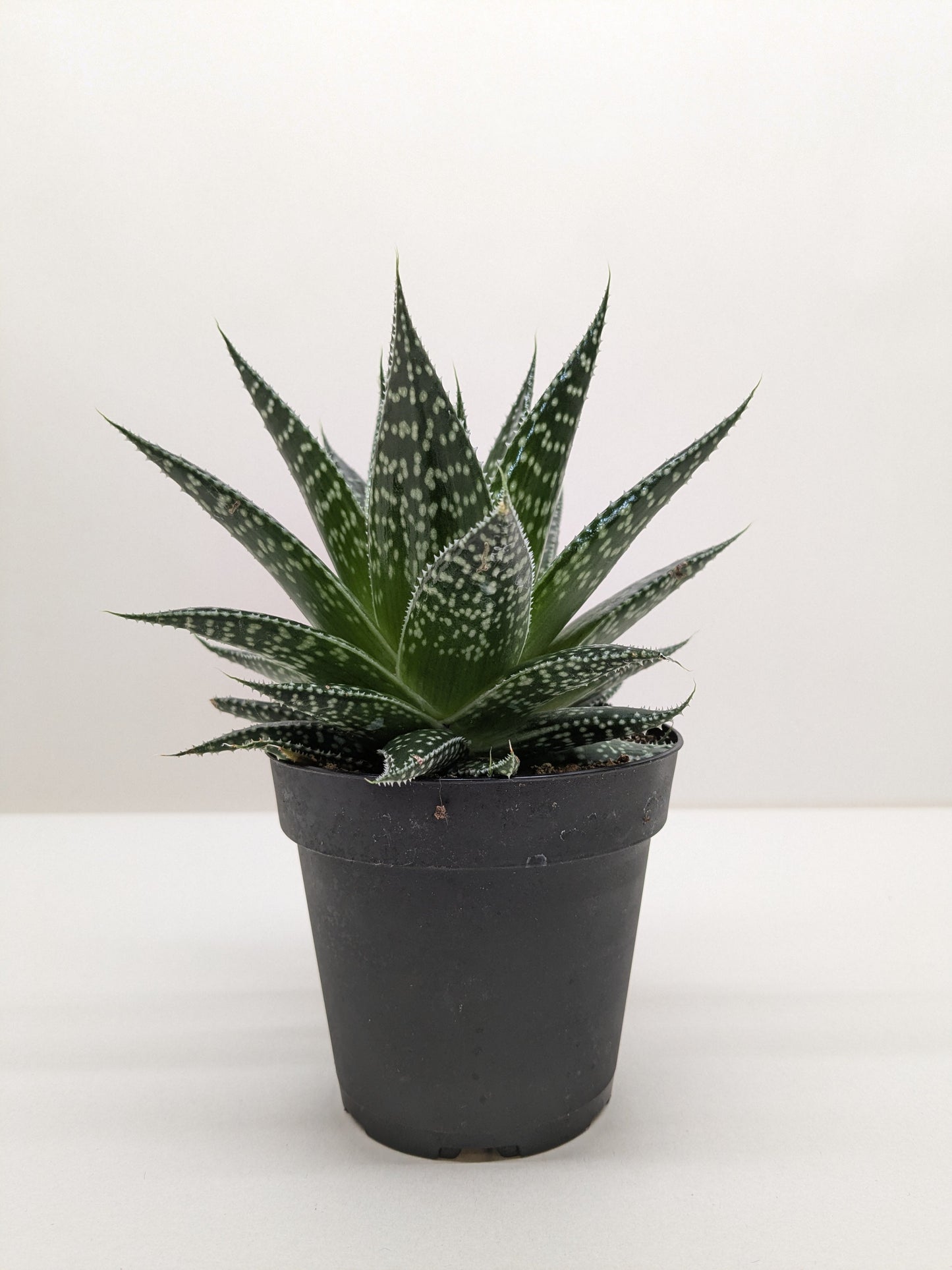 Succulent Gasteria Durban potted plant