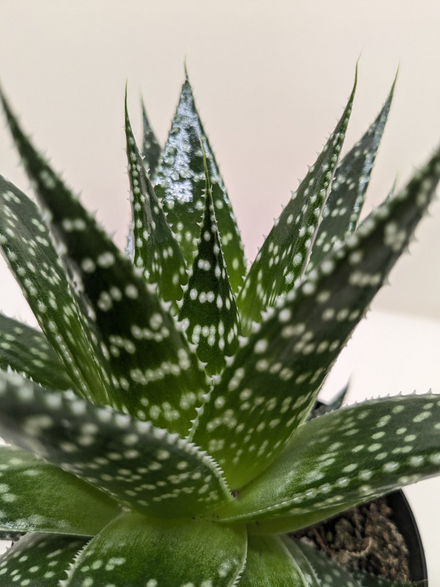 Succulent Gasteria Durban potted plant