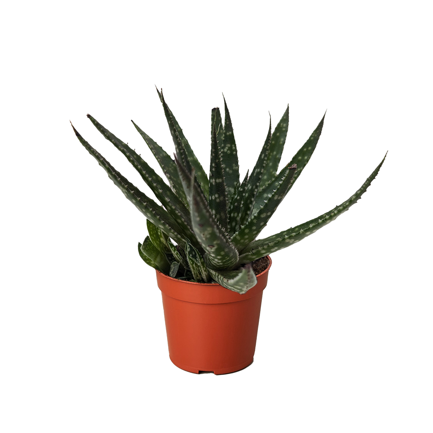 Succulent Haworthia Limifolia potted plant