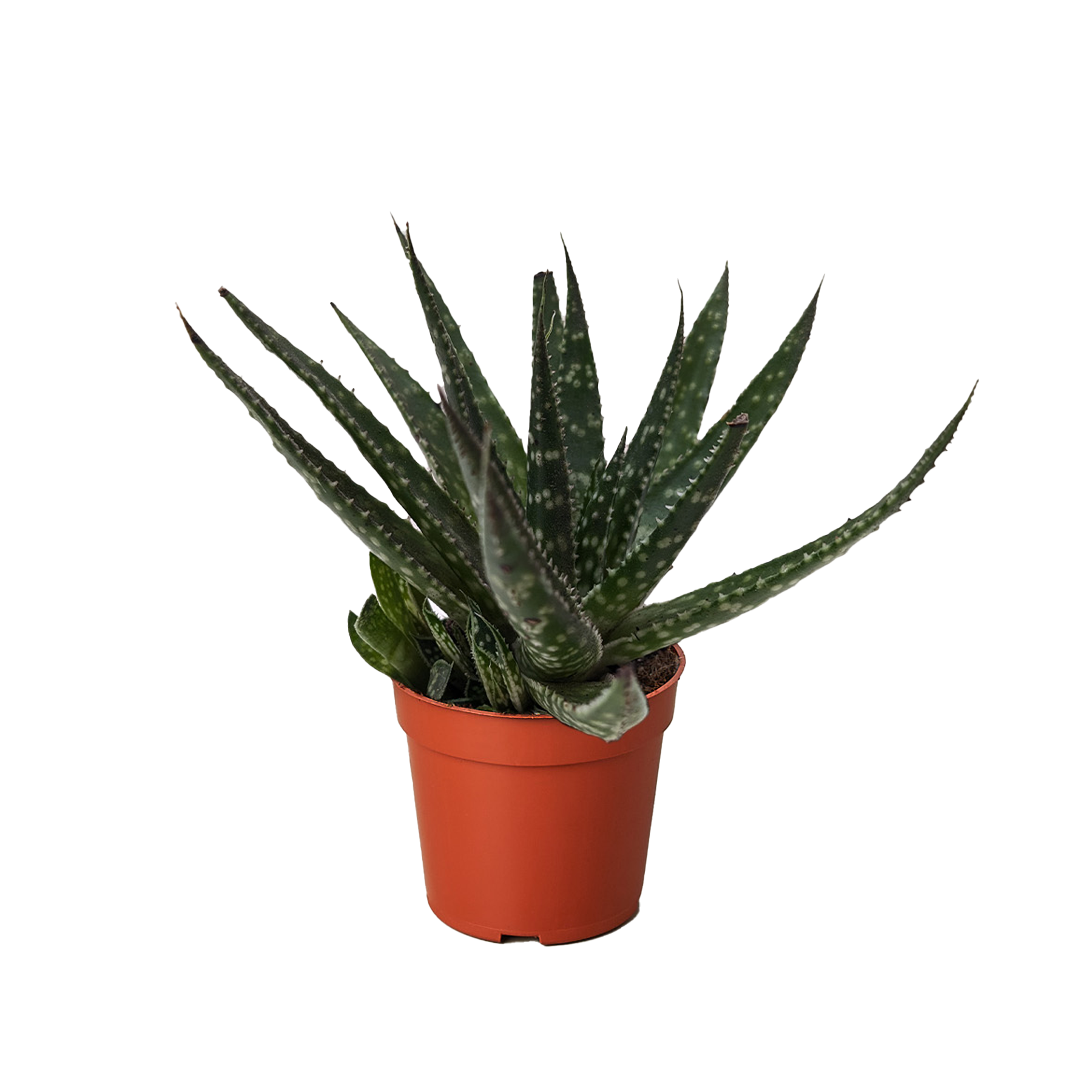 Succulent Haworthia Limifolia potted plant