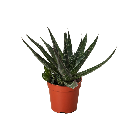 Succulent Haworthia Limifolia potted plant