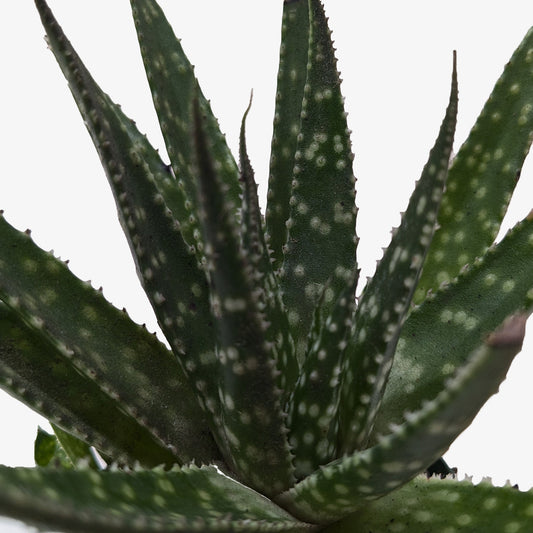 Succulent Haworthia Limifolia potted plant