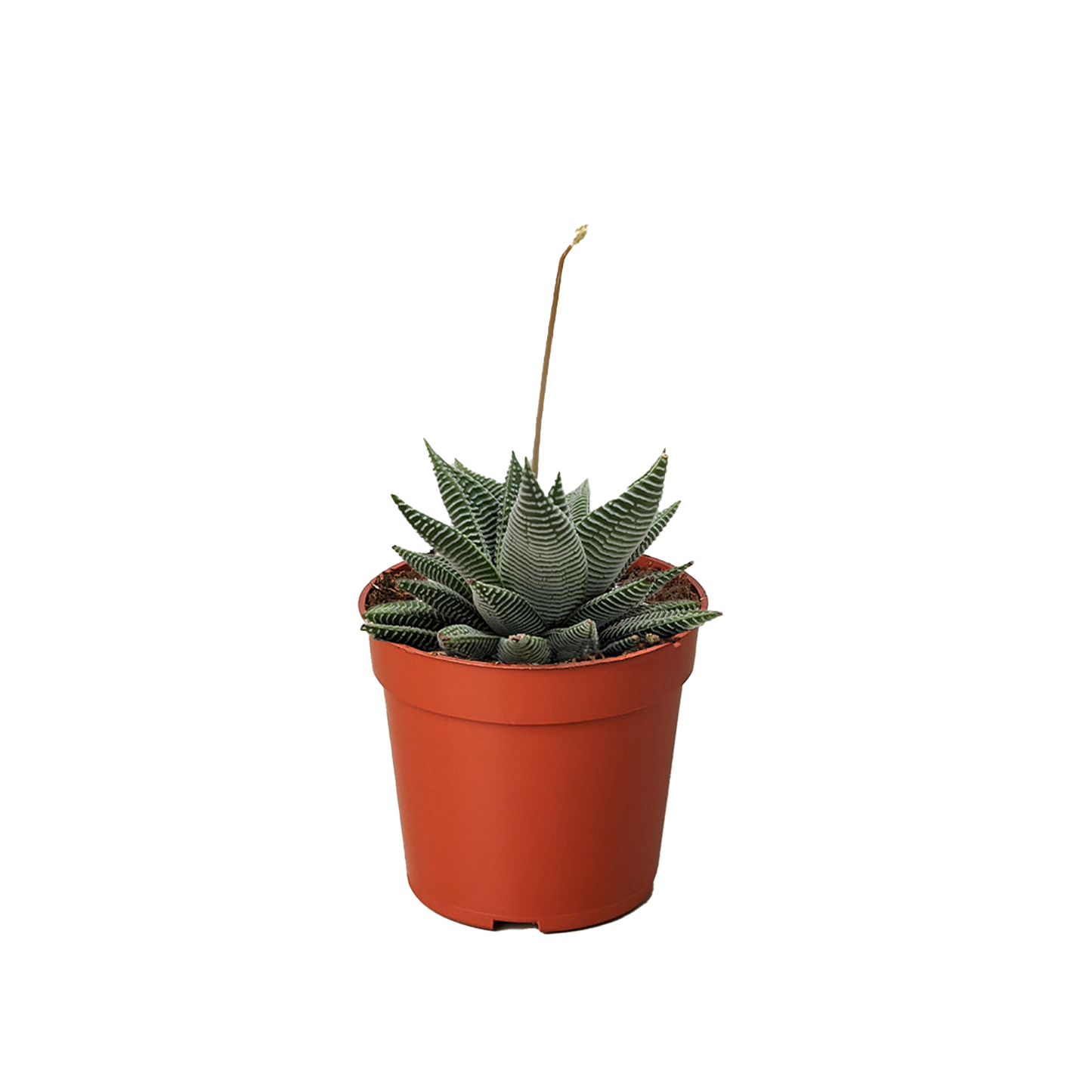 Succulent Haworthia Miami potted plant