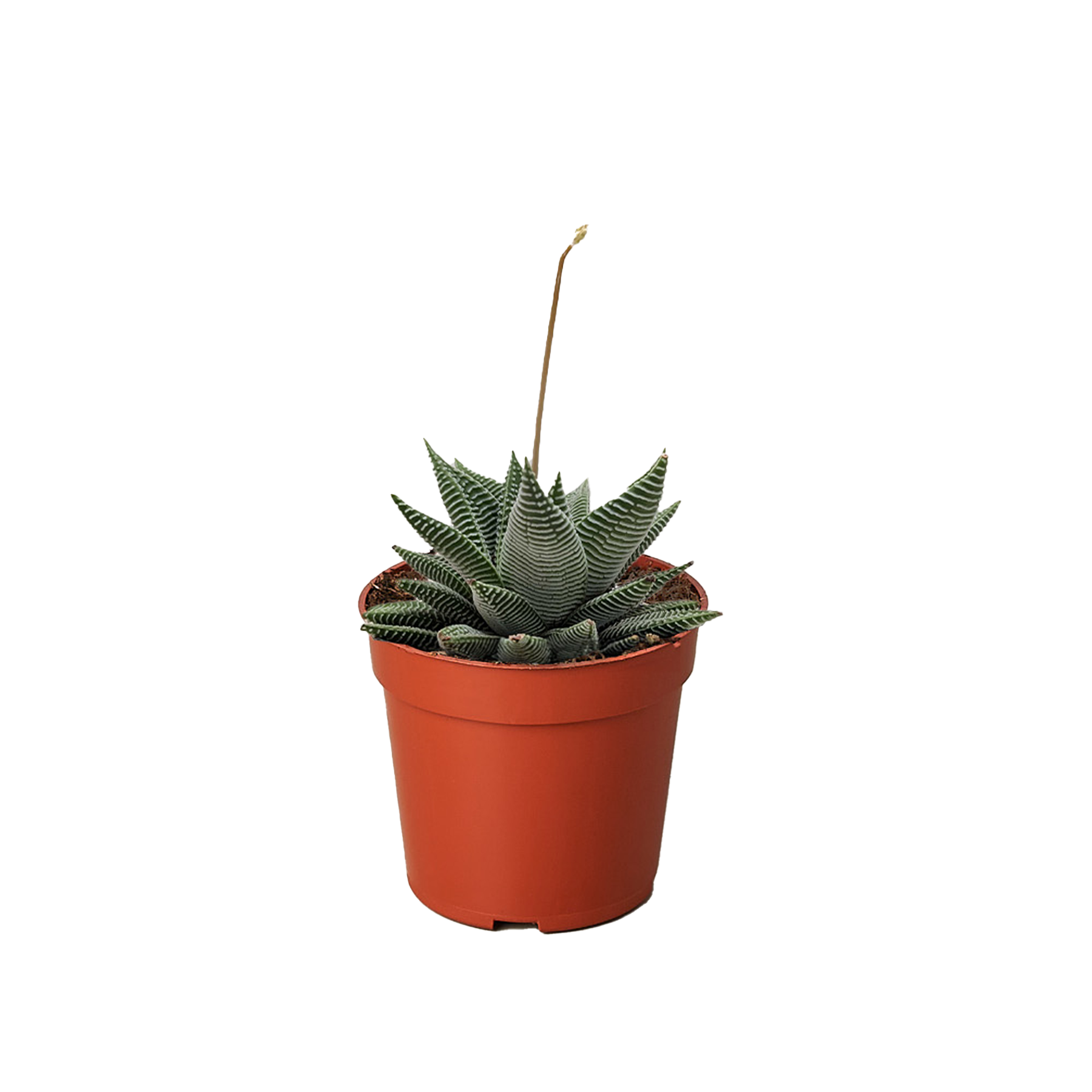 Succulent Haworthia Miami potted plant