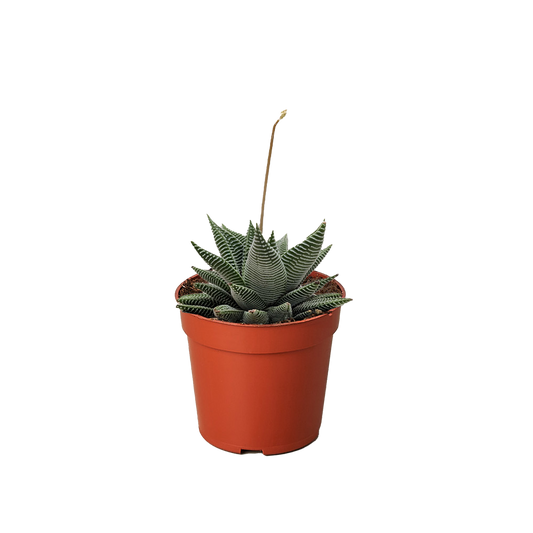 Succulent Haworthia Miami potted plant