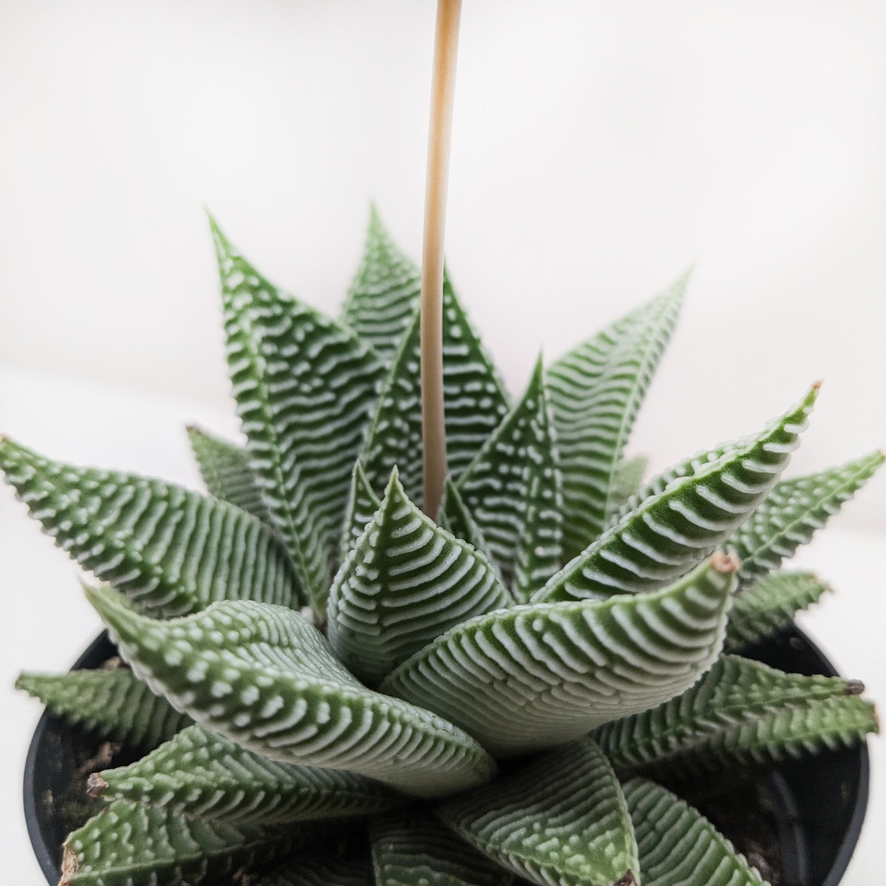 Succulent Haworthia Miami potted plant