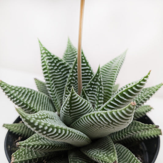 Succulent Haworthia Miami potted plant