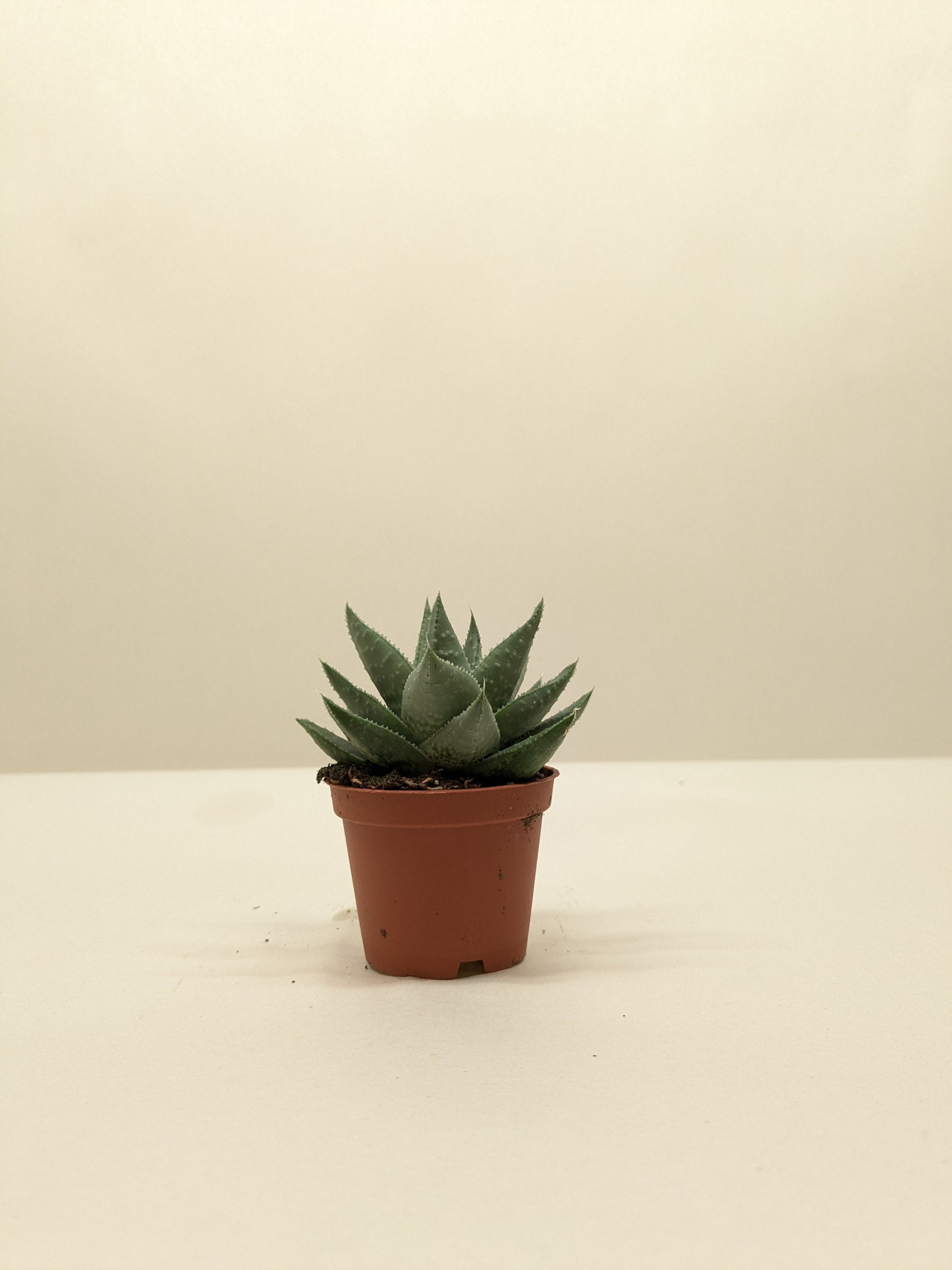 Succulent Haworthia Savanna potted plant