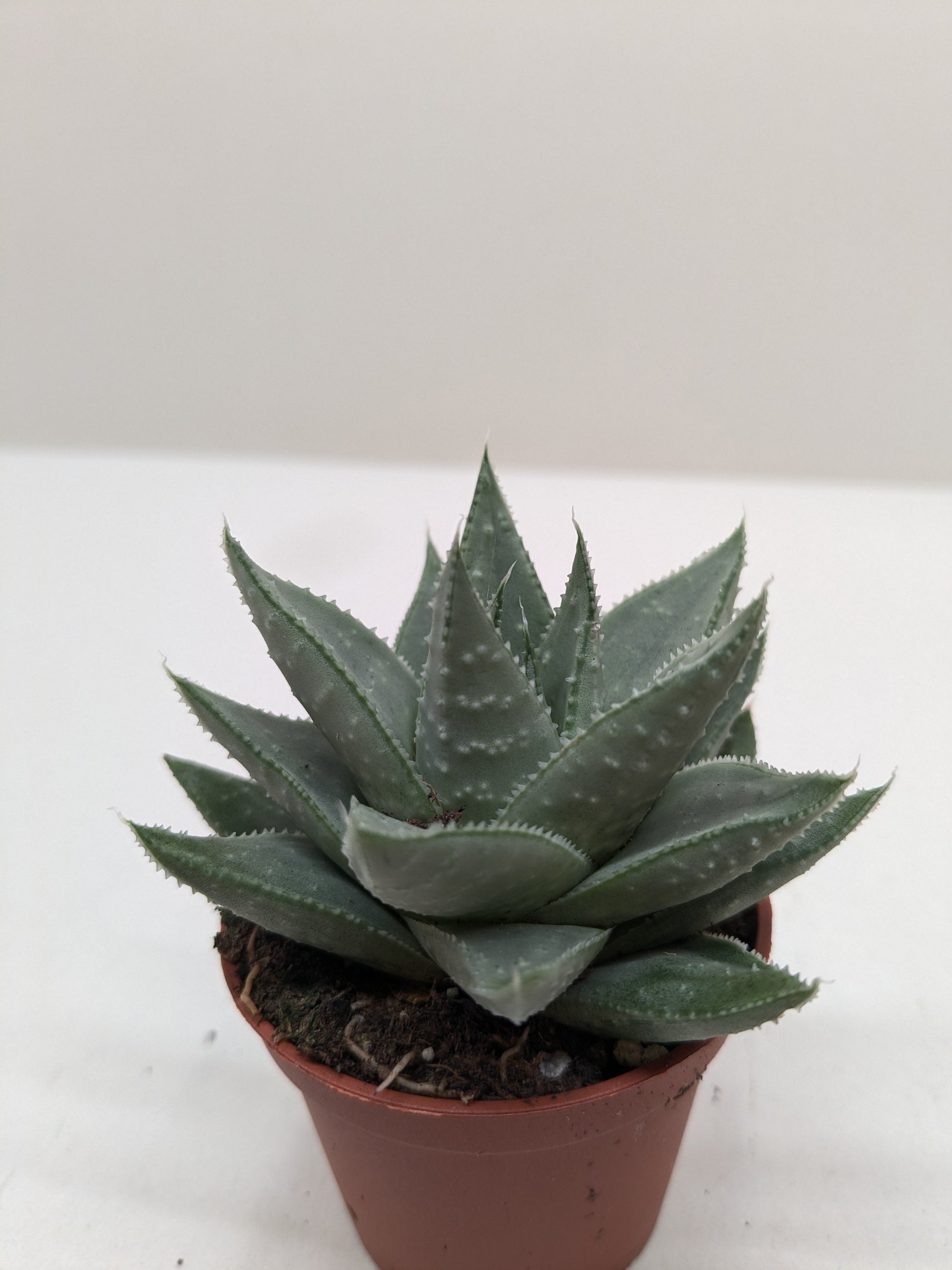 Succulent Haworthia Savanna potted plant
