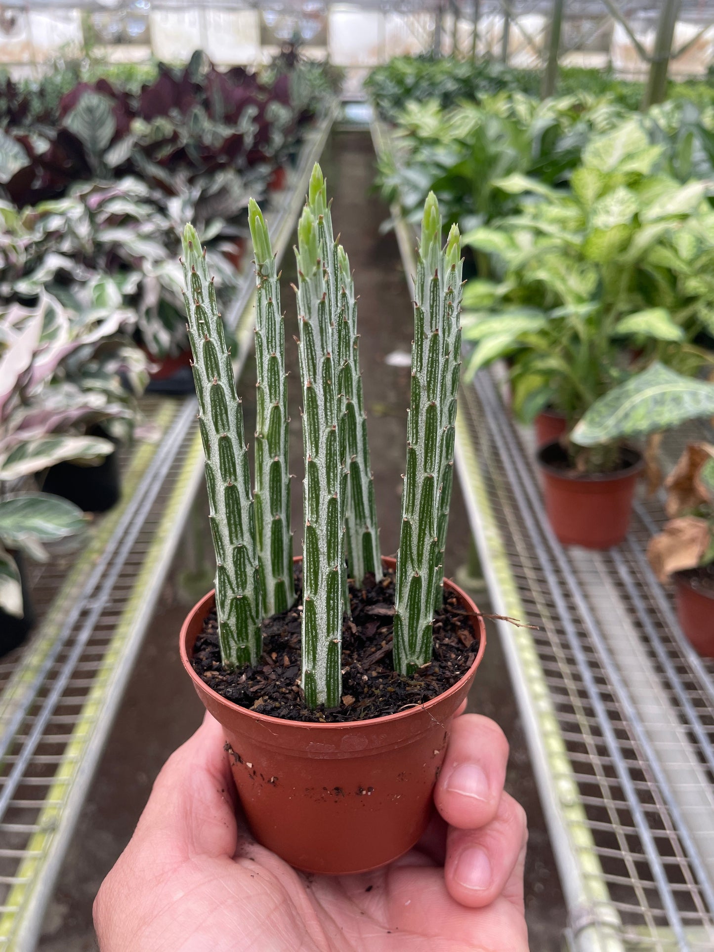 Senecio Stapeliiformis Pickle Plant 4" potted plant