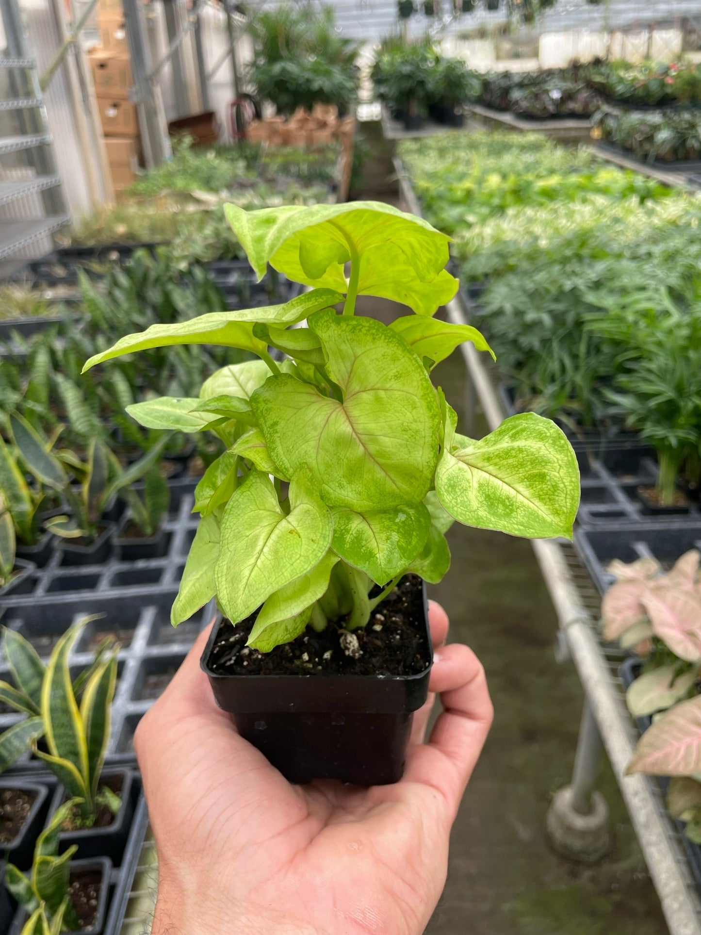 Syngonium Gold potted plant
