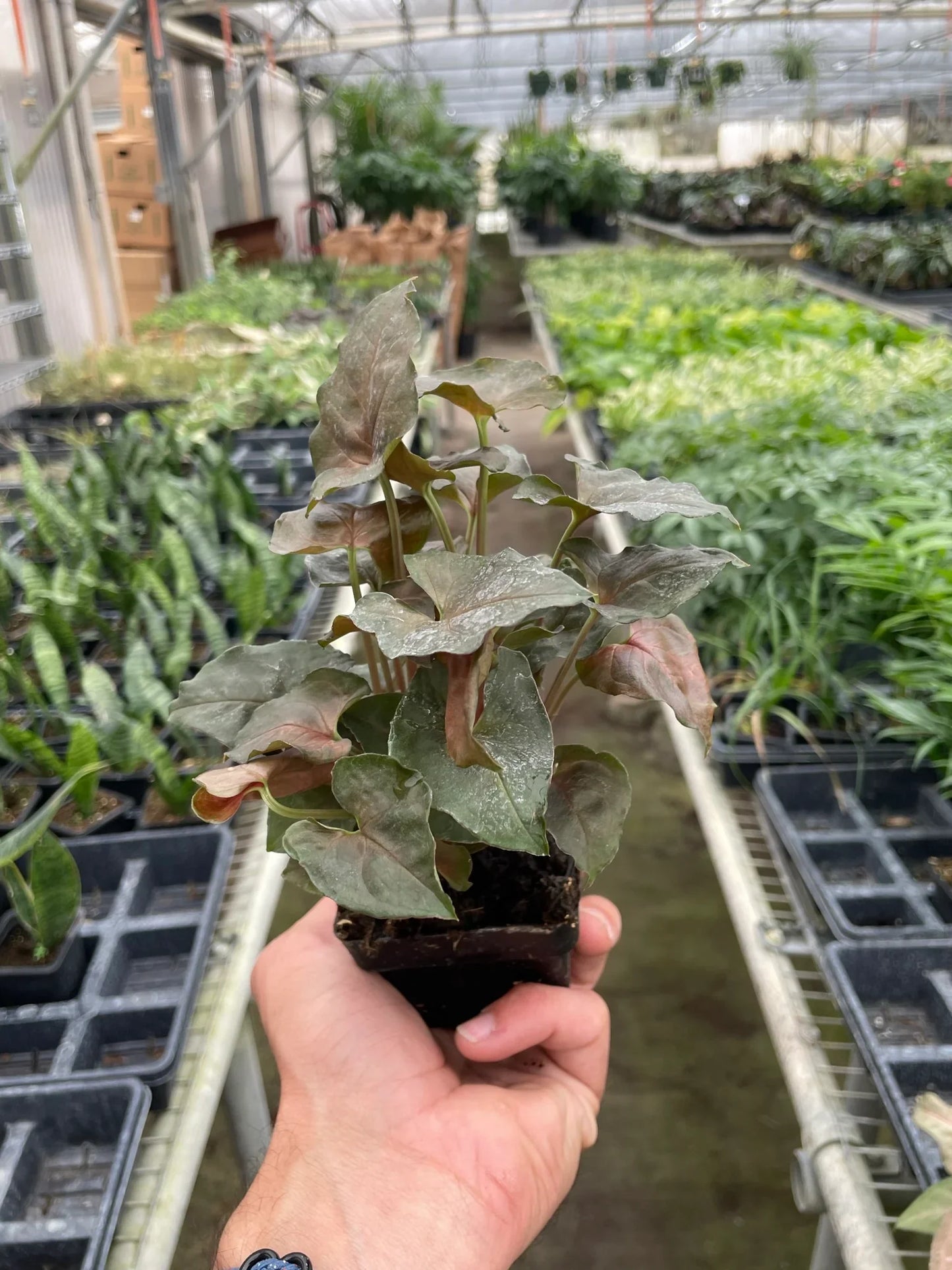 Syngonium Merry 4" potted plant