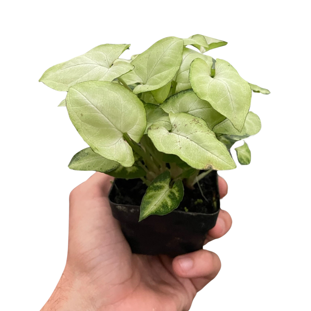 Syngonium 'Moonshine' 4" potted plant