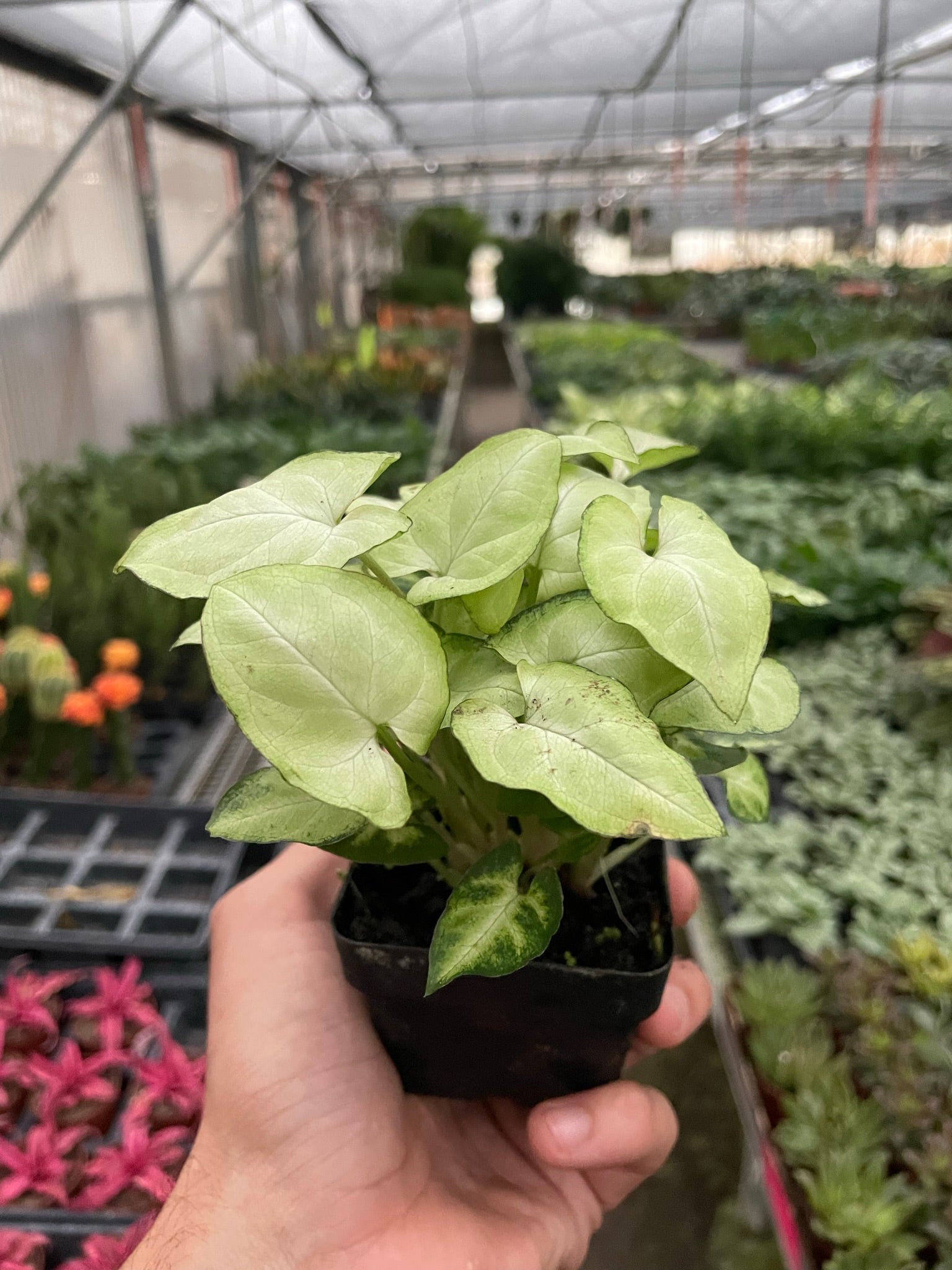Syngonium 'Moonshine' 4" potted plant