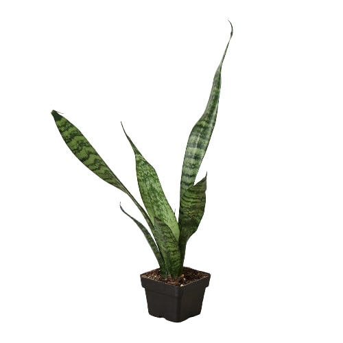 Snake Plant 'Zeylanica' potted plant