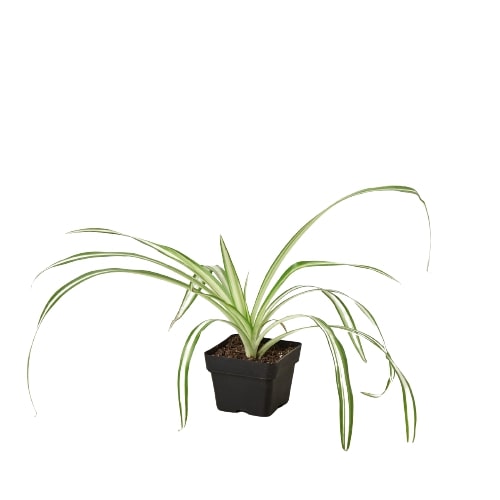 Spider Plant Reverse potted plant