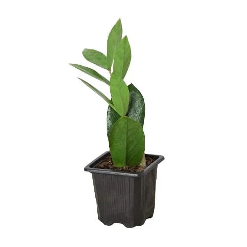 Zamioculcas Zamiifolia ZZ potted plant