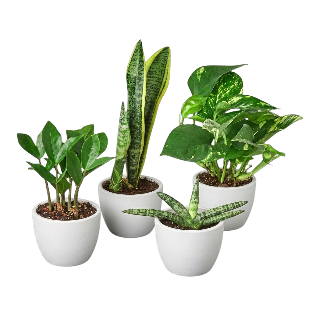 Easy Care Variety Bundle potted plant