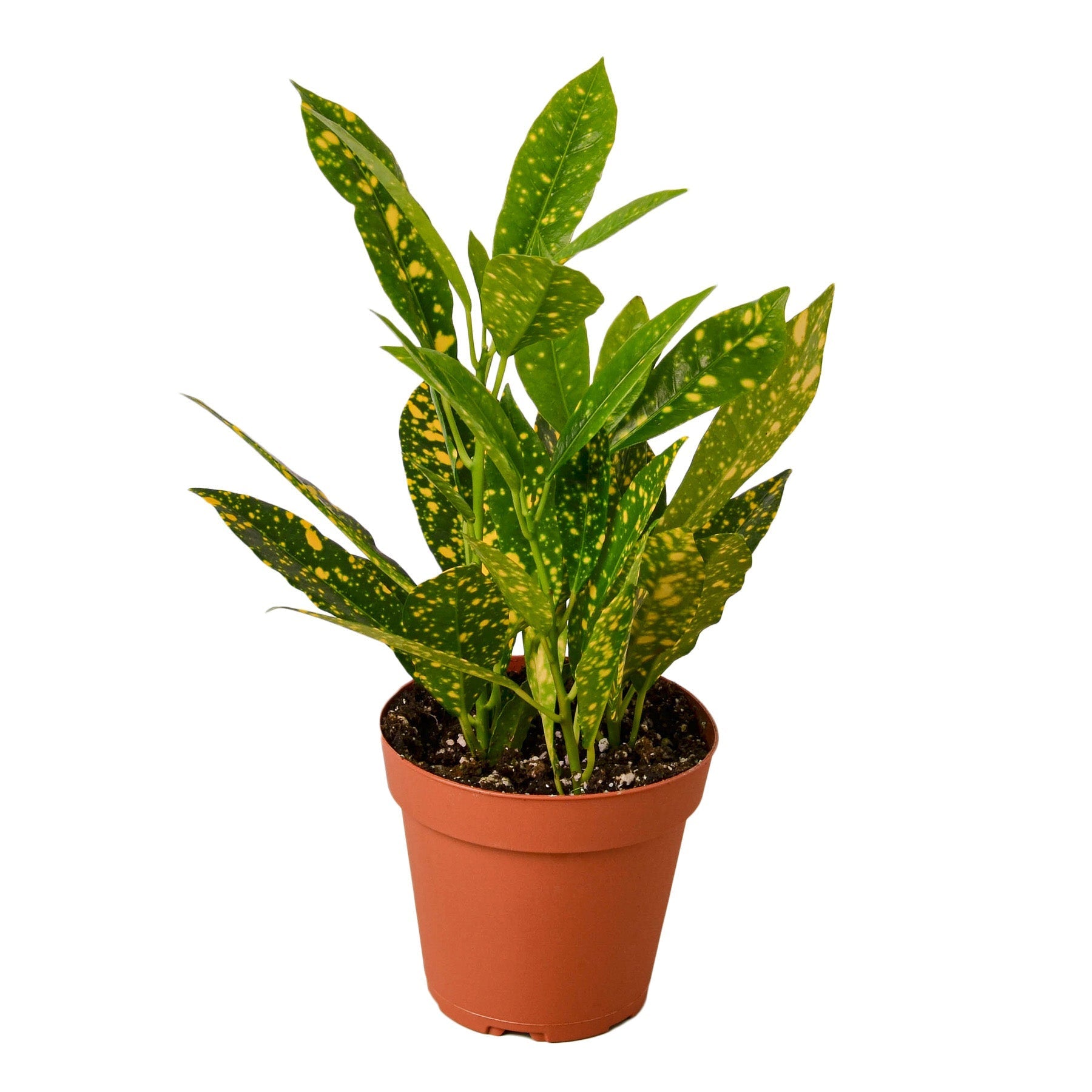 Croton 'Gold Dust' 4" potted plant