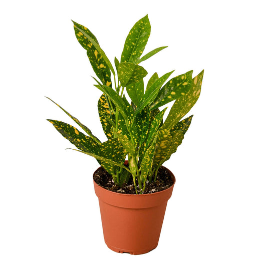 Croton 'Gold Dust' 4" potted plant