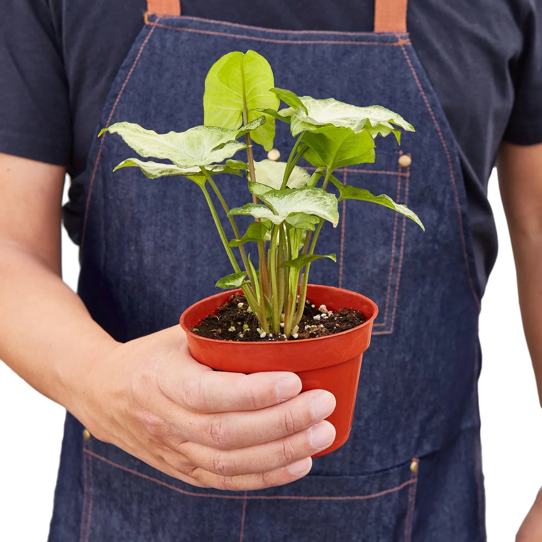 Syngonium White Butterfly 4" potted plant