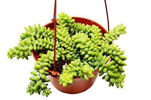 Sedum 'White Stone Crop' Succulent potted plant