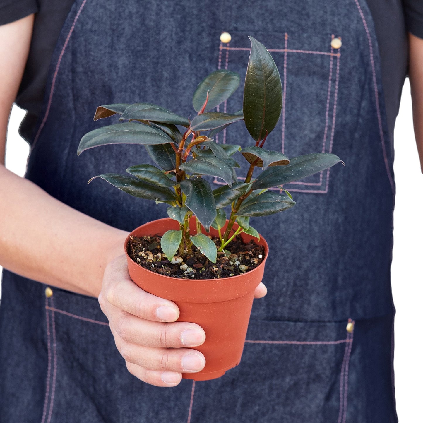 Ficus Elastica 'Burgundy' potted plant