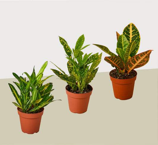 3 Croton Variety Pack / 4" Pot / Live Plant / House Plant 4" potted plant
