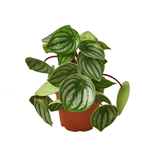 Peperomia Watermelon 4" potted plant