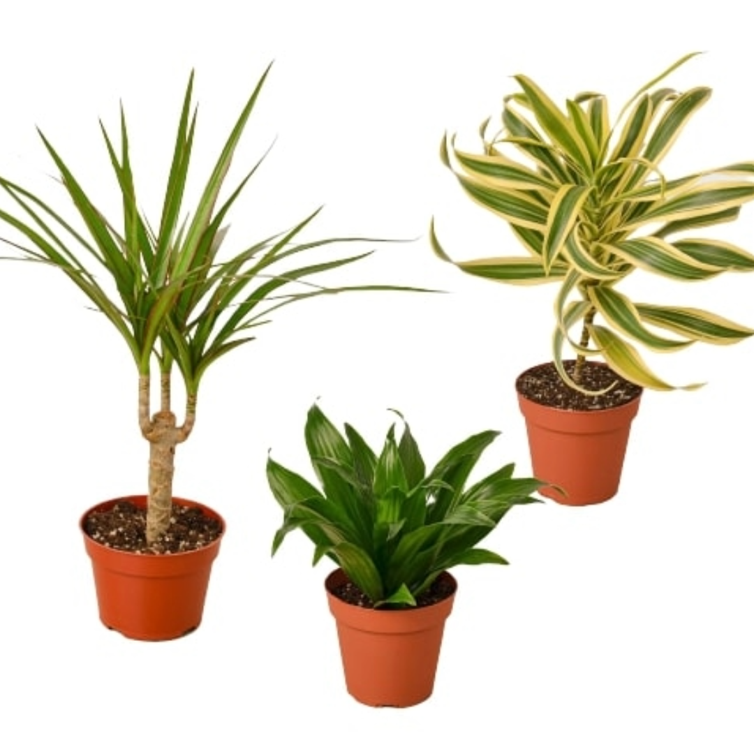 3 Different Dracaenas Variety Pack 4" potted plant