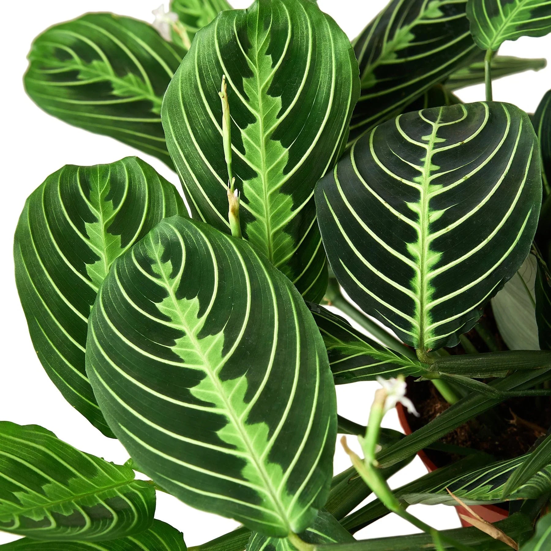 Maranta 'Lemon Lime' potted plant