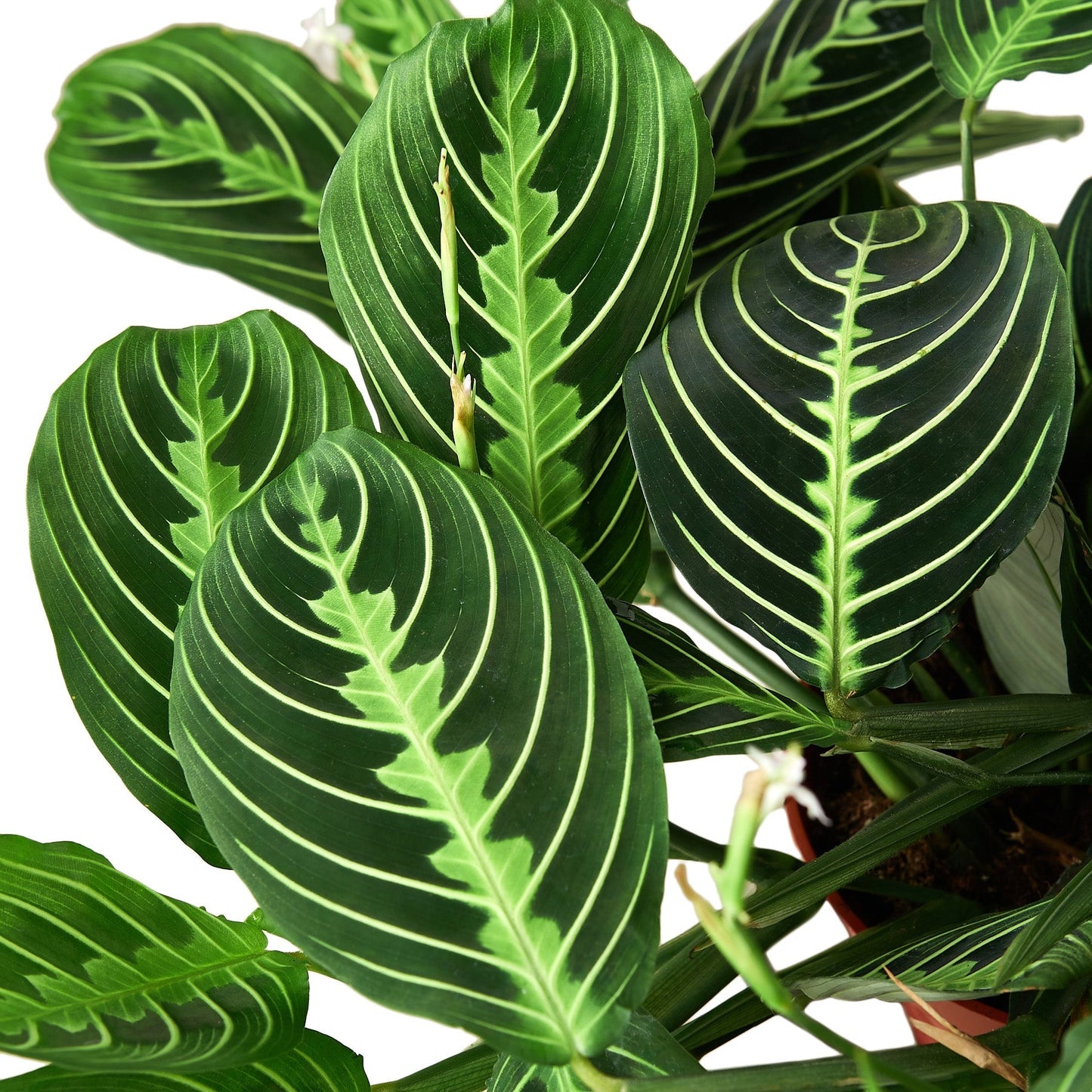 Maranta 'Lemon Lime' 4" potted plant