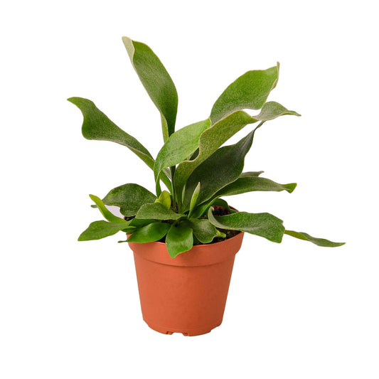 Staghorn Fern - 4" Pot - NURSERY POT ONLY