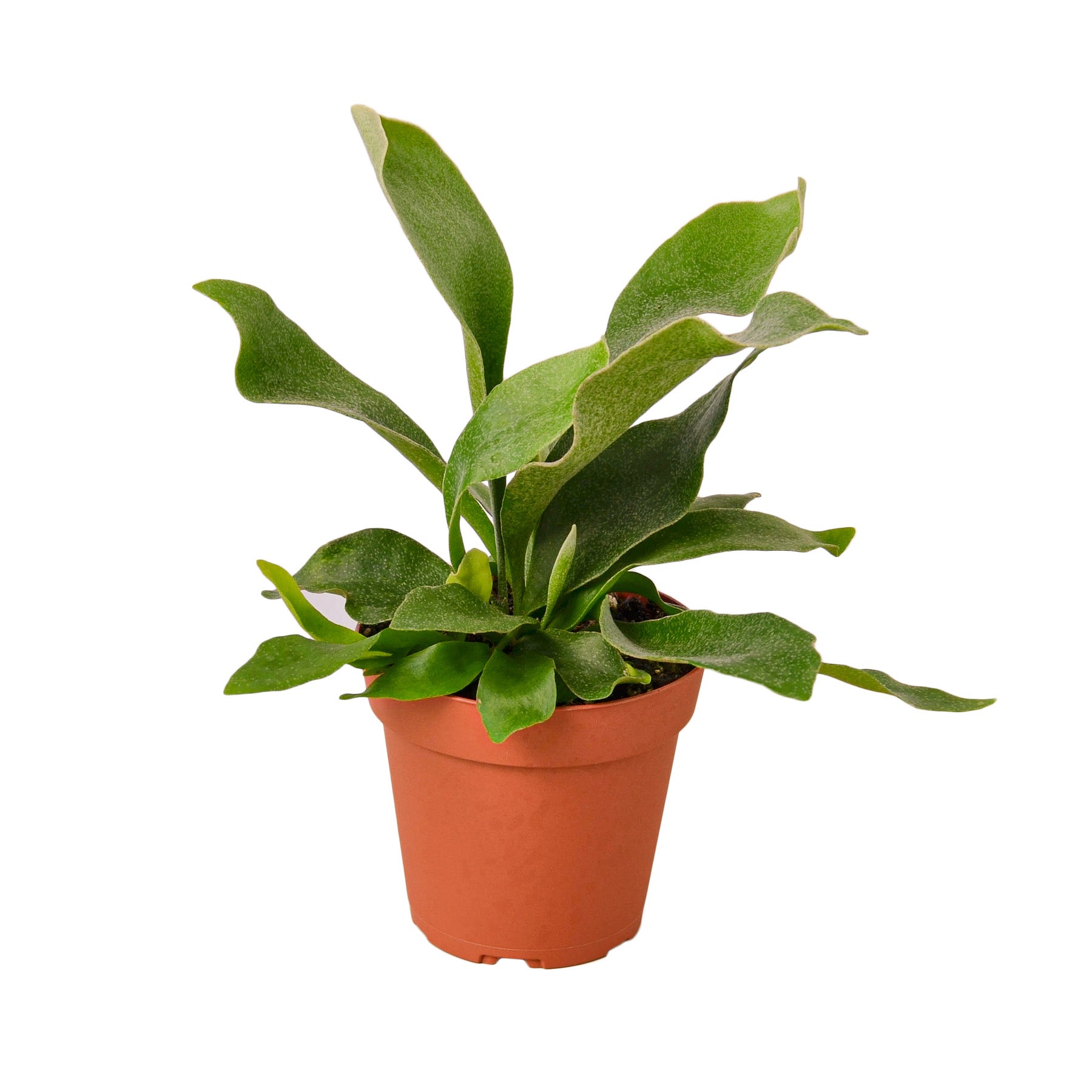 Staghorn Fern 4" potted plant