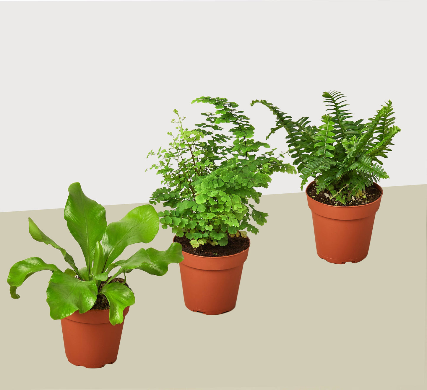 3 Fern Variety Pack 4" potted plant