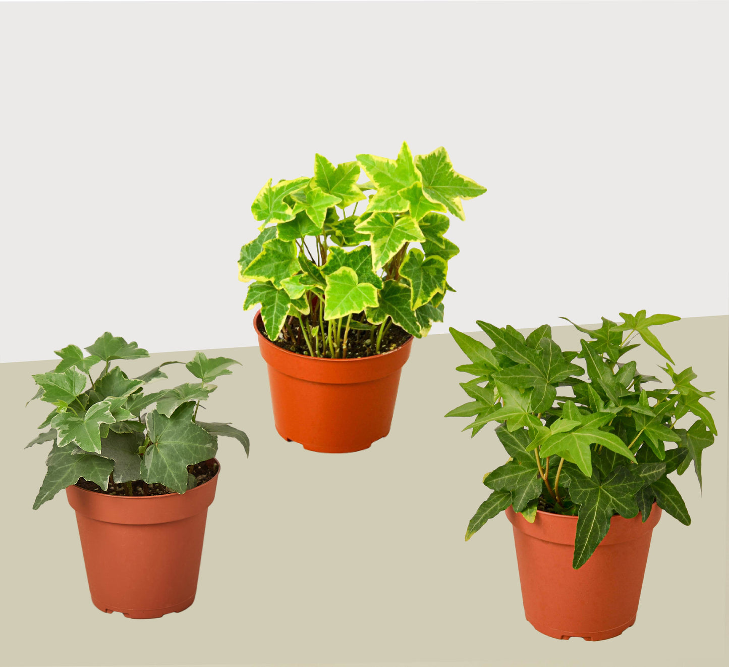 3 Different English Ivy Plants 4" potted plant