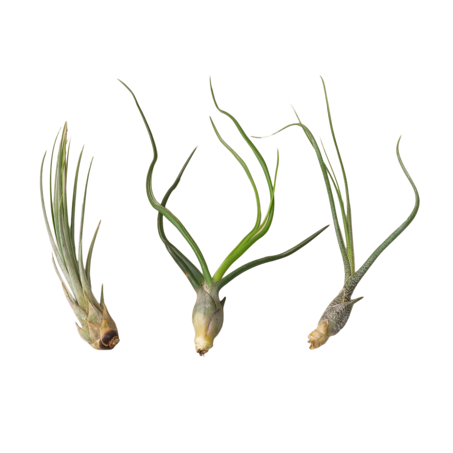 Air Plant Monthly Subscription Box potted plant