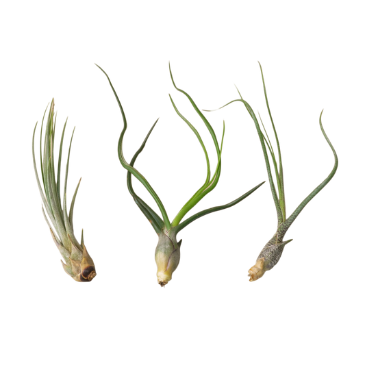 Air Plant Monthly Subscription Box potted plant