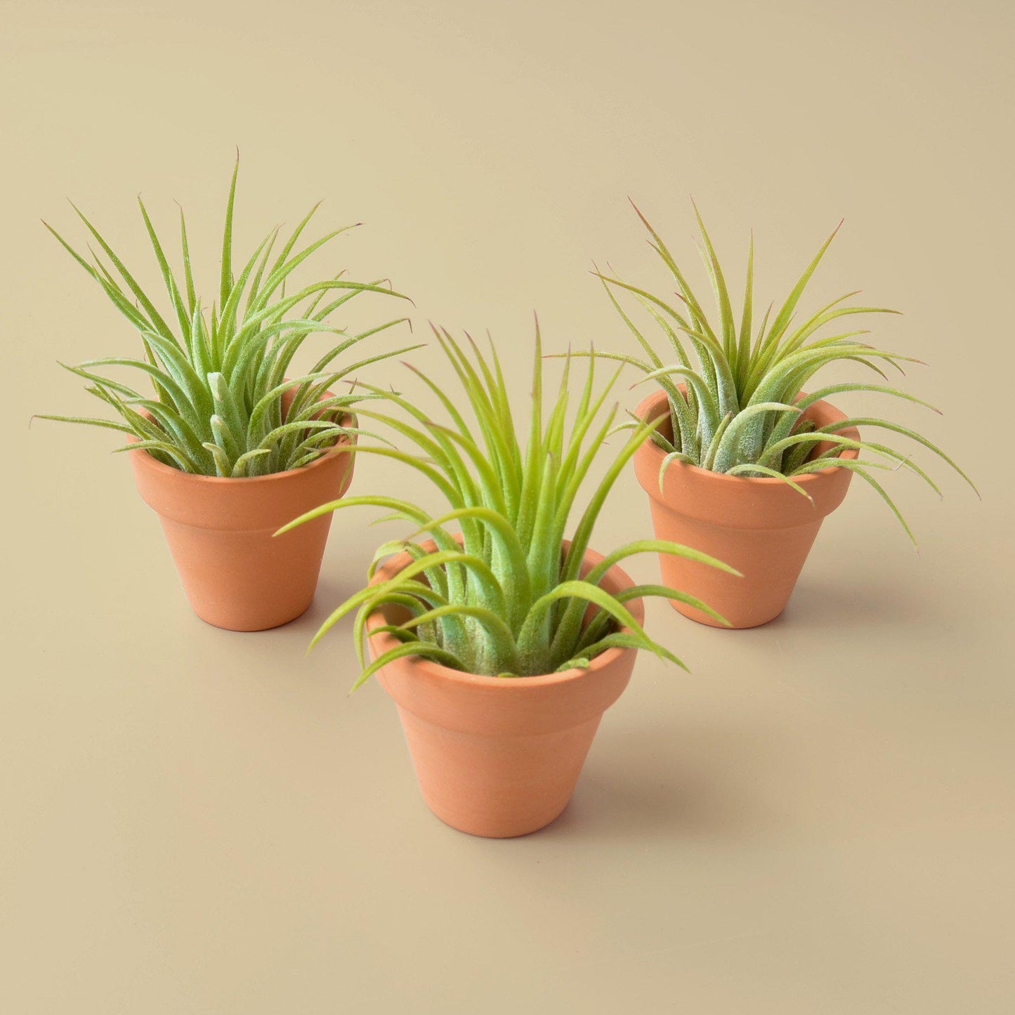 3 Ionantha Air Plants with Mini Terra Cotta Pots potted plant