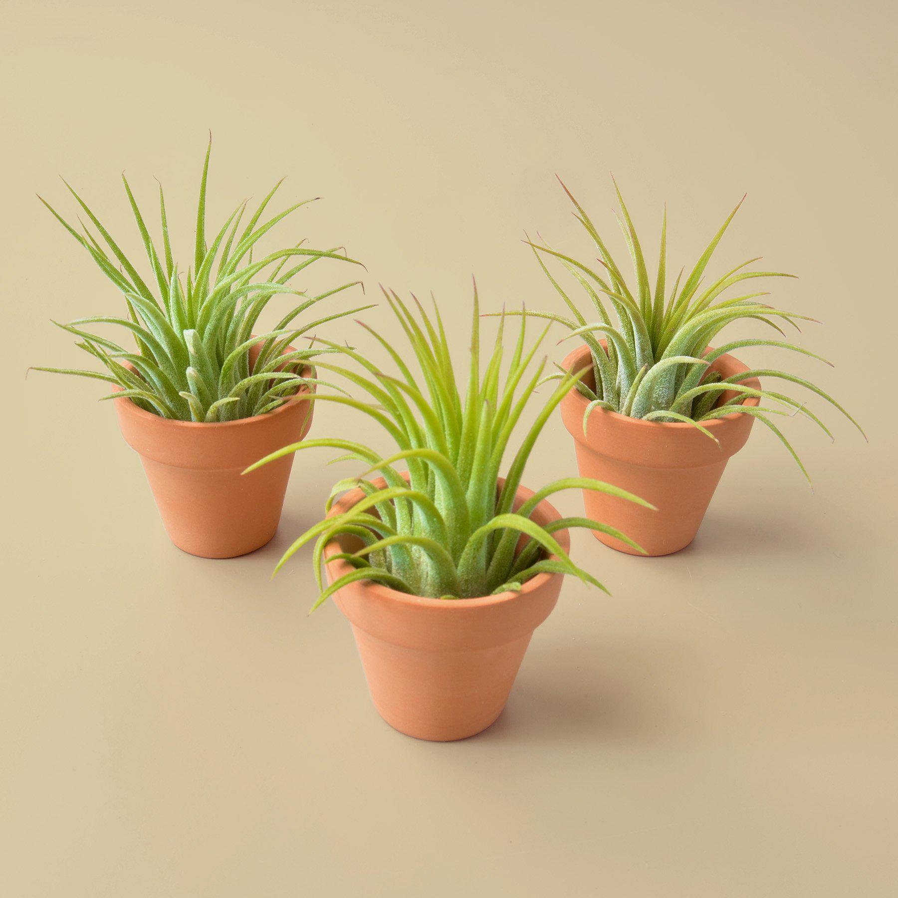 3 Ionantha Air Plants with Mini Terra Cotta Pots potted plant