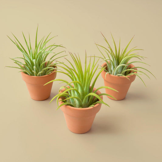3 Ionantha Air Plants with Mini Terra Cotta Pots potted plant