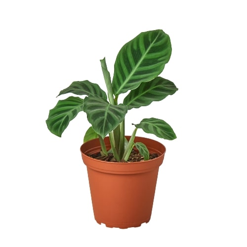 Calathea 'Zebrina' 4" potted plant