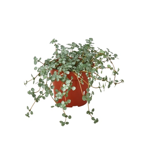 Nettle 'Silver Sparkle' potted plant