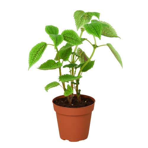 Pilea 'Moon Valley' 4" potted plant