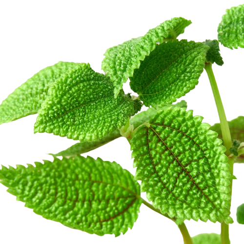Pilea 'Moon Valley' 4" potted plant